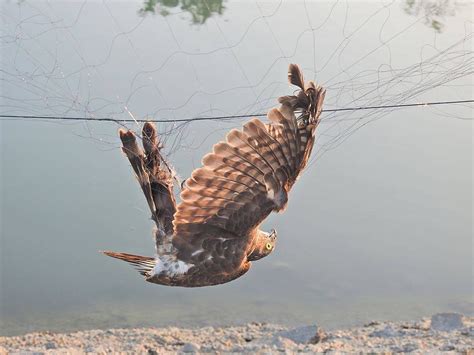 看到死掉的鳥|全國野鳥救傷諮詢&政府單位通訊錄 